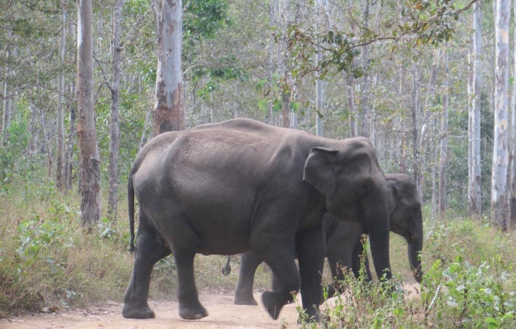 Muthanga Wildlife Sanctuary in Wayanad